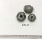 Click for 1 image(s) for this accession. FRUIT